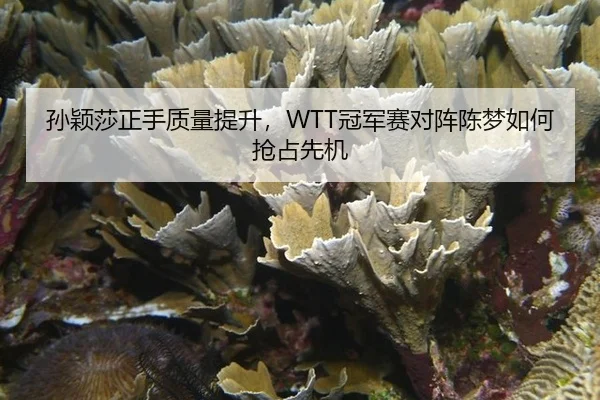 孙颖莎正手质量提升，WTT冠军赛对阵陈梦如何抢占先机